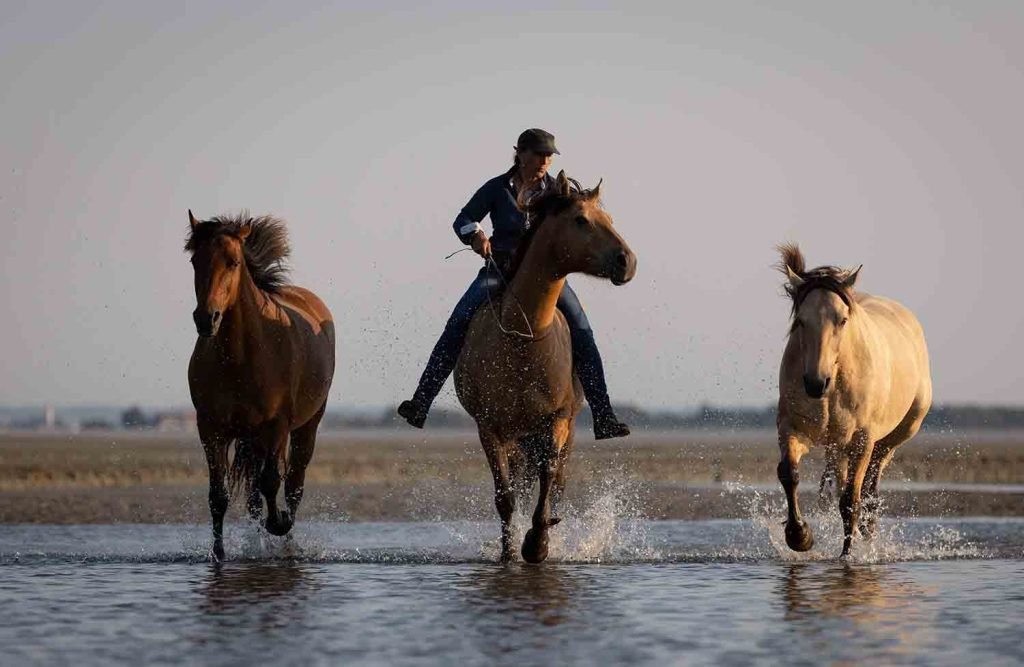 Balade cheval en baie de somme