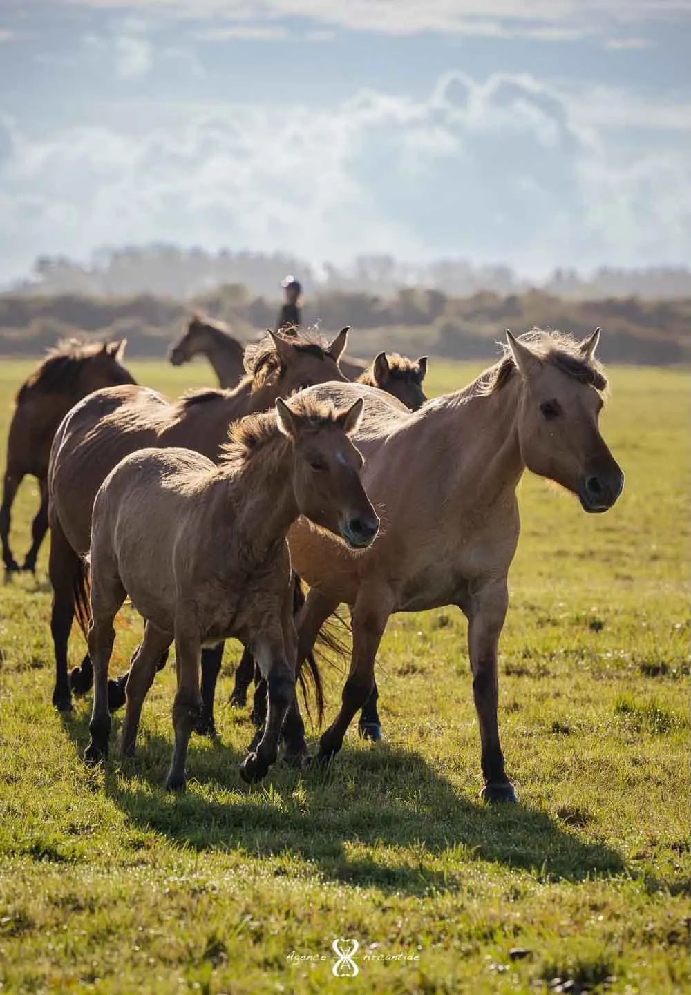 stage éthologie cheval