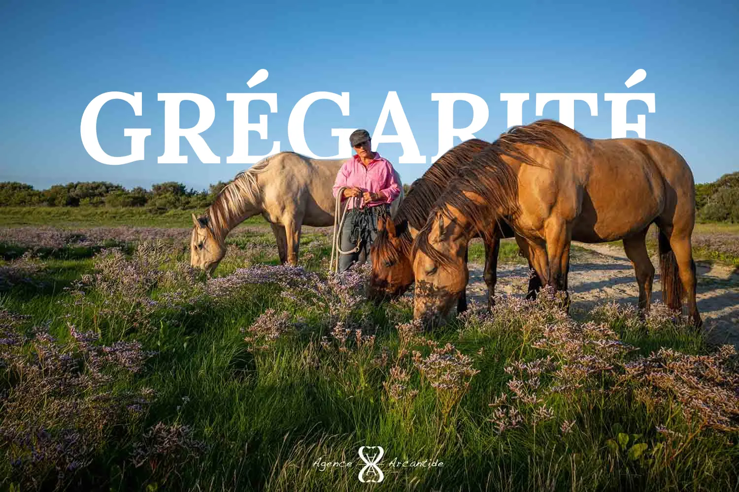 Pack Grégarité Méthode équi-Libre