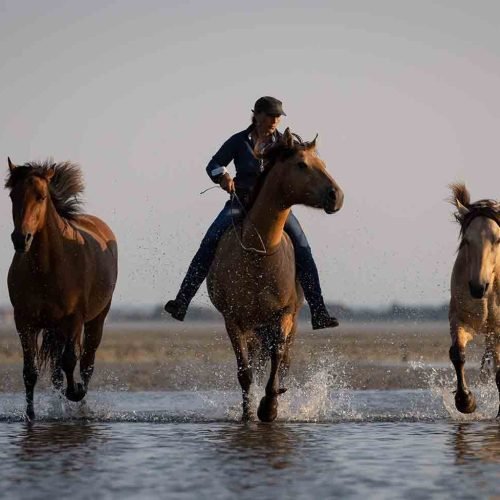 Balade cheval en baie de somme
